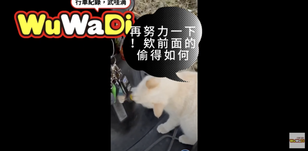 警察抓不到的搶車雙貓組：這麼可愛是打哪來的？
