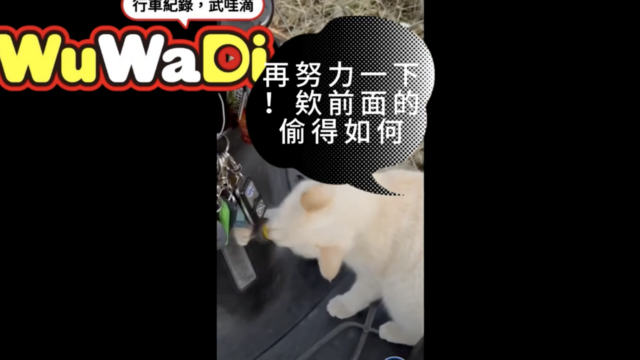 警察抓不到的搶車雙貓組：這麼可愛是打哪來的？