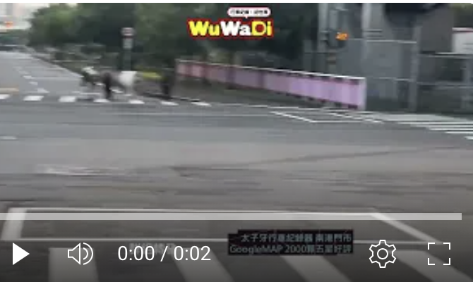 新竹街頭驚見逆向「馬隊」！4 匹馬跑上馬路