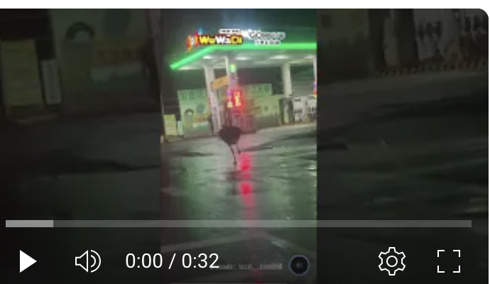 宜蘭最狂！鴕鳥闖紅燈後加了霸王油一路狂奔