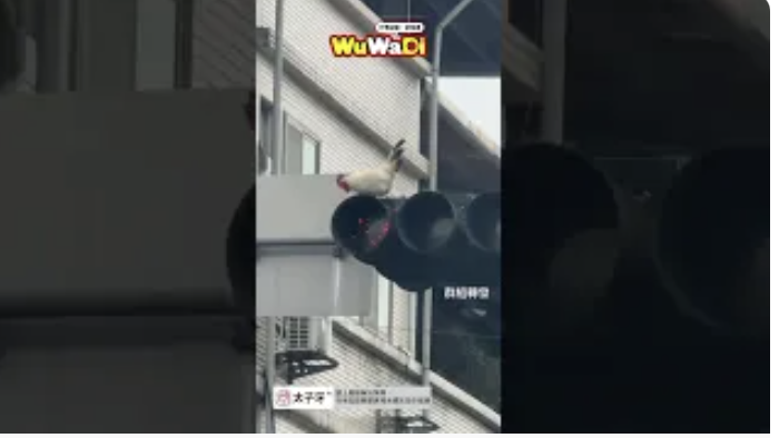 咕咕雞你怎麼在上面