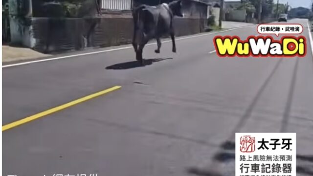 上次有馬這次有牛也不奇怪了