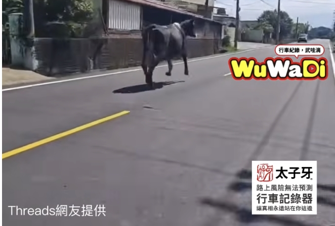 上次有馬這次有牛也不奇怪了