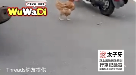 路上有雞